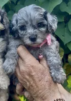 Topaz F1b , a female Miniature Aussiedoodle for sale in Sun City Center, FL – 4 of 10