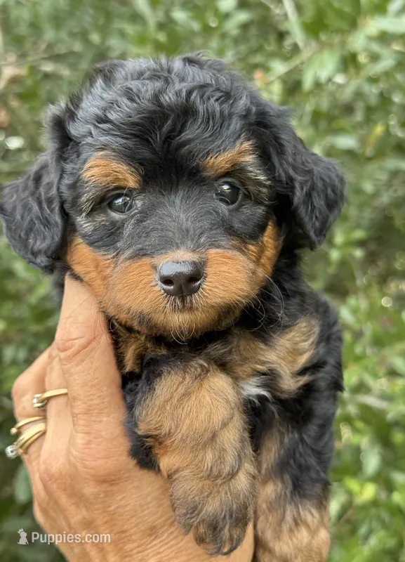 Maple.  Parents health tested  – Miniature Aussiedoodle puppy for sale in Tampa, FL