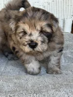 Waffles, a female Chow Chow and Poodle - Standard  for sale in Ruskin, FL – 8 of 10