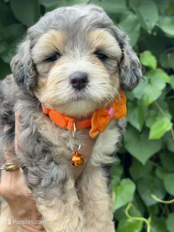 Emerald  F1b – Miniature Aussiedoodle puppy for sale in Tampa, FL