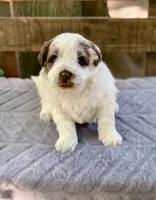 Hershey, a female Chow Chow and Poodle - Miniature  for sale in Tampa, FL – Photo 6 of 9