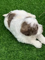 Hershey, a female Chow Chow and Poodle - Miniature  for sale in Tampa, FL – Photo 7 of 9