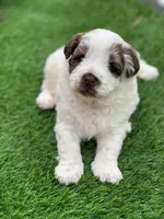 Hershey, a female Chow Chow and Poodle - Miniature  for sale in Tampa, FL – Photo 5 of 9
