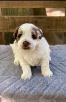 Hershey, a female Chow Chow and Poodle - Miniature  for sale in Tampa, FL – Photo 1 of 9