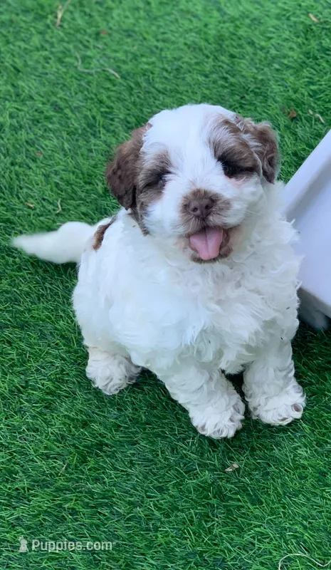 Hershey – Chow Chow, Poodle - Miniature  puppy for sale in Tampa, FL