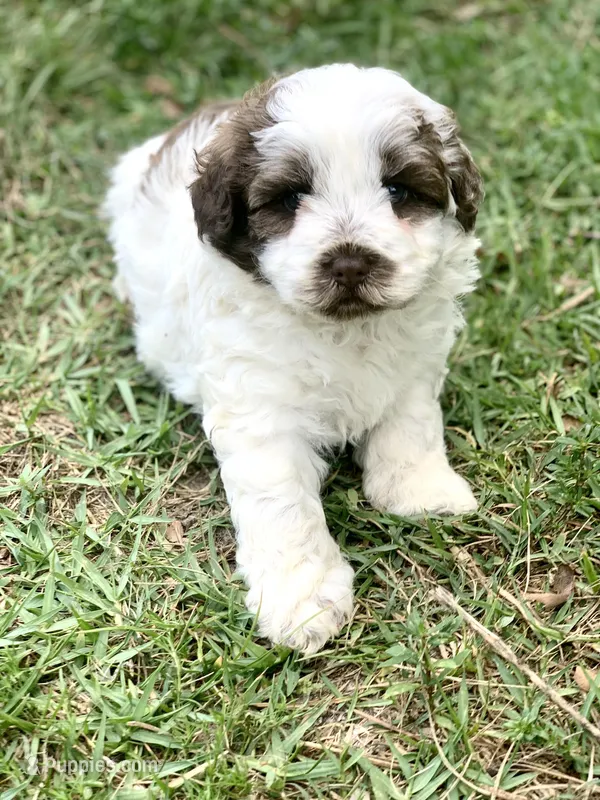 Hershey – Chow Chow, Poodle - Miniature  puppy for sale in Tampa, FL