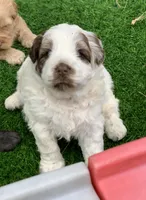 Hershey, a female Chow Chow and Poodle - Miniature  for sale in Tampa, FL – Photo 3 of 9