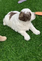 Hershey, a female Chow Chow and Poodle - Miniature  for sale in Tampa, FL – Photo 8 of 9