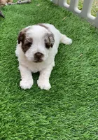 Hershey, a female Chow Chow and Poodle - Miniature  for sale in Tampa, FL – Photo 4 of 9