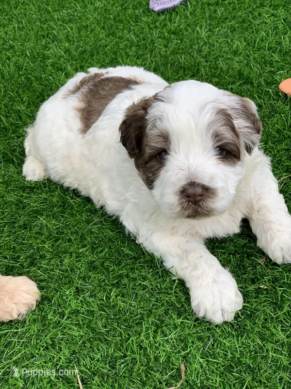 Hershey – Chow Chow, Poodle - Miniature  puppy for sale in Tampa, FL