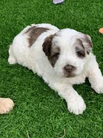 Hershey, a female Chow Chow and Poodle - Miniature  for sale in Tampa, FL – Photo 2 of 9