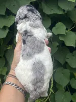 Bluebell. “Regular size” Blue Merle, a female Cockapoo for sale in Sun City Center, FL – 3 of 9
