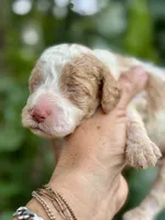 Patsy, a female Cockapoo for sale in Ruskin, FL – 4 of 7