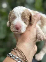 Patsy, a female Cockapoo for sale in Ruskin, FL – 2 of 7