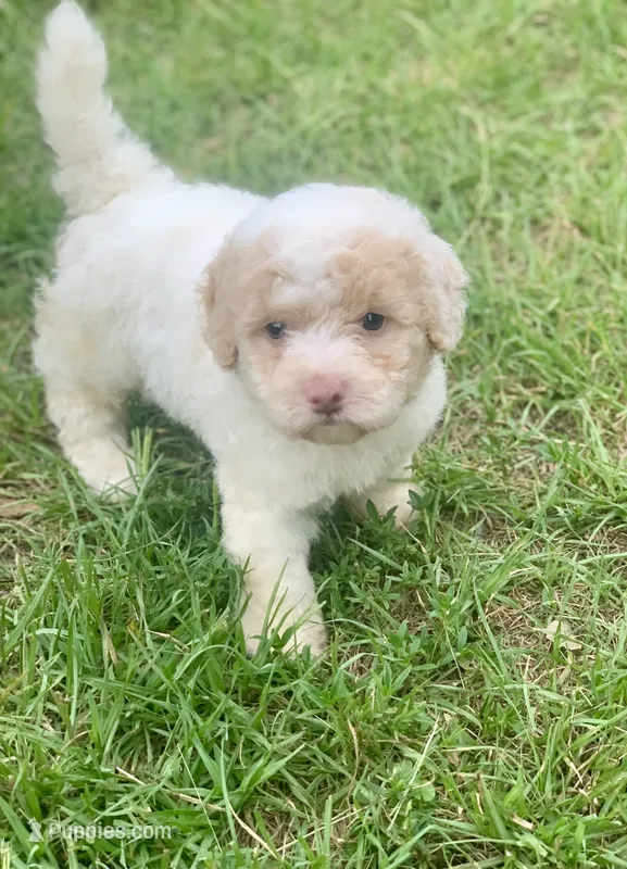 Rosie tiny Chowdoodle – Chow Chow, Poodle - Toy  puppy for sale in Tampa, FL