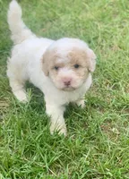 Rosie tiny Chowdoodle, a female Chow Chow and Poodle - Toy  for sale in Tampa, FL – 3 of 3