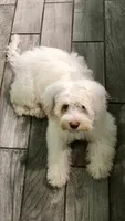 Mia mini Chowdoodle , a female Chow Chow and Poodle - Miniature  for sale in Ruskin, FL – 4 of 5