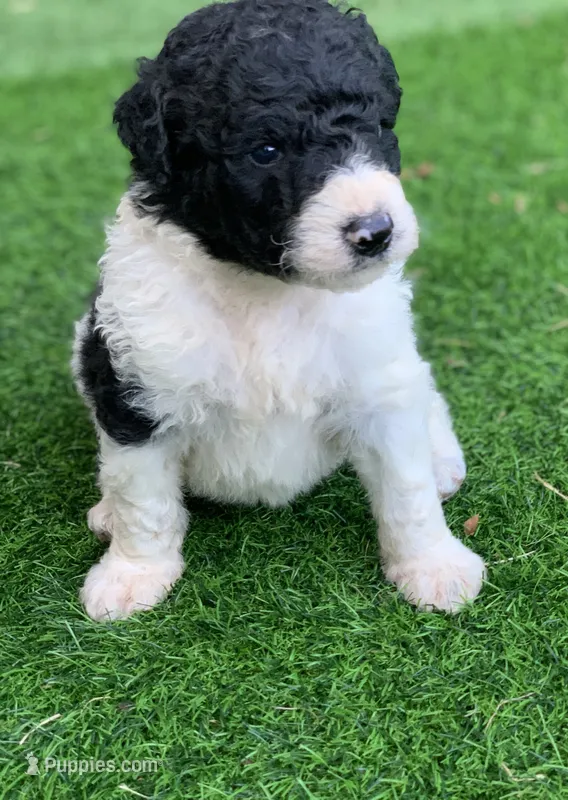 Medium size. Parents health tested. – Bernedoodle puppy for sale in Tampa, FL