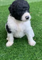 Medium size. Parents health tested., a male Bernedoodle for sale in Tampa, FL – 2 of 10