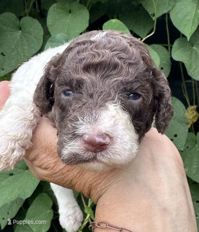 Brownie  “ regular size “ – Cockapoo puppy for sale in Tampa, FL
