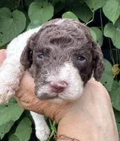 Brownie  “ regular size “, a male Cockapoo for sale in Sun City Center, FL – 2 of 9
