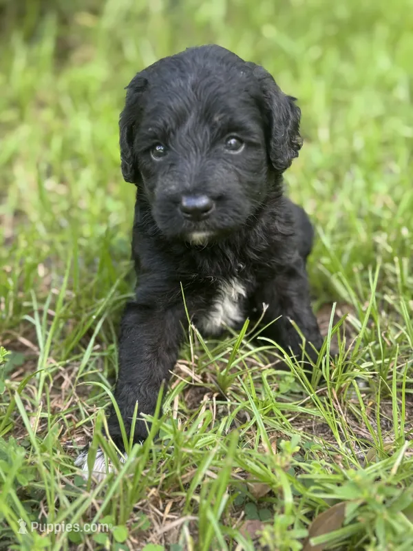 Smokey  “regular size” – Cockapoo puppy for sale in Ruskin, FL