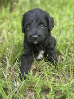 Smokey  “regular size”, a male Cockapoo for sale in Ruskin, FL – 1 of 8