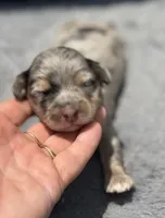 Sapphire F1b, a female Miniature Aussiedoodle for sale in Tampa, FL – 2 of 6