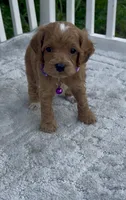 Purple F1, a female Cockapoo for sale in Sun City Center, FL – 4 of 8