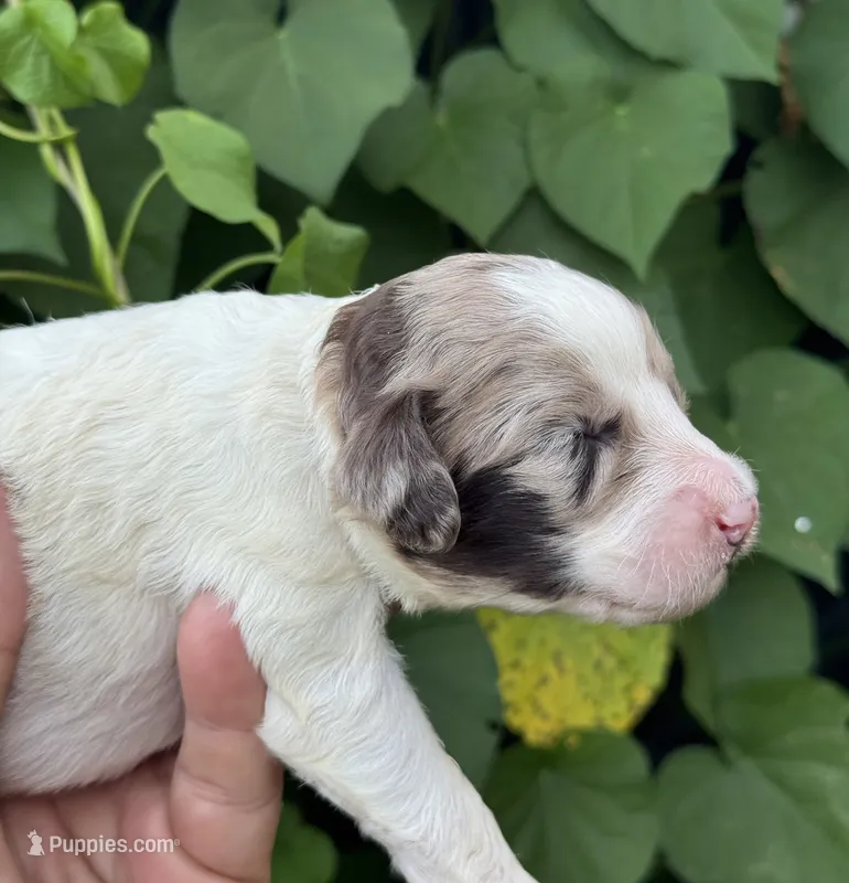 Hazel. “ regular size” chocolate Merle – Cockapoo puppy for sale in Tampa, FL
