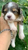 Indigo , a female Miniature Aussiedoodle for sale in Tampa, FL – 4 of 9