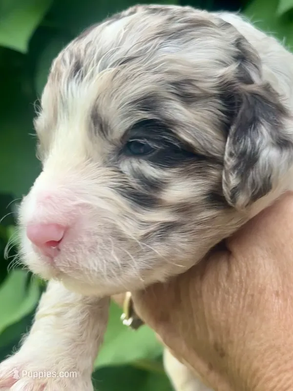 Truffle. “ regular size” chocolate Merle – Cockapoo puppy for sale in Tampa, FL