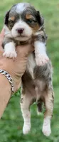 Indigo , a female Miniature Aussiedoodle for sale in Tampa, FL – 6 of 9