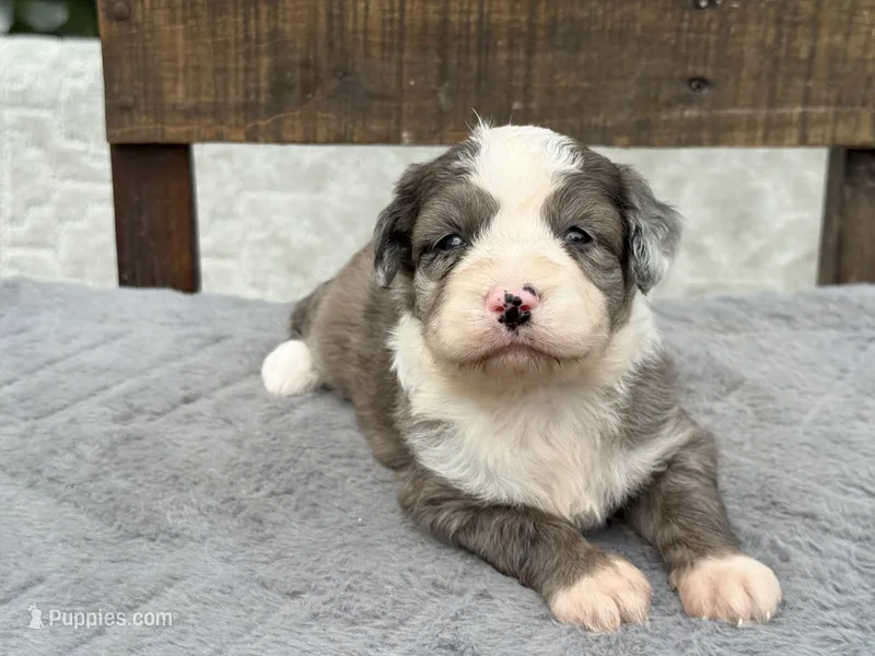 Shania – Miniature Aussiedoodle puppy for sale in Ruskin, FL