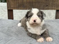 Shania  Blue eyes, a female Miniature Aussiedoodle for sale in Ruskin, FL – 4 of 9