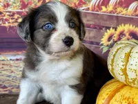 Amy.       Blue eyes, a female Miniature Aussiedoodle for sale in Ruskin, FL – 3 of 10