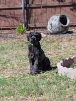 F1 Chowdoodle , a male Chow Chow and Poodle - Standard  for sale in Ruskin, FL – 2 of 3