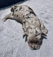 Topaz F1b , a female Miniature Aussiedoodle for sale in Tampa, FL – 5 of 6