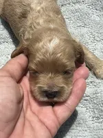 Blue, a male Cockapoo for sale in Tampa, FL – 1 of 4