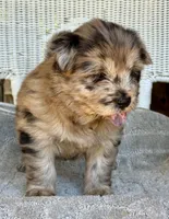 Waffles, a female Chow Chow and Poodle - Standard  for sale in Ruskin, FL – 2 of 10