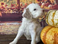 Rosie, a female Cockapoo for sale in Ruskin, FL – 2 of 6