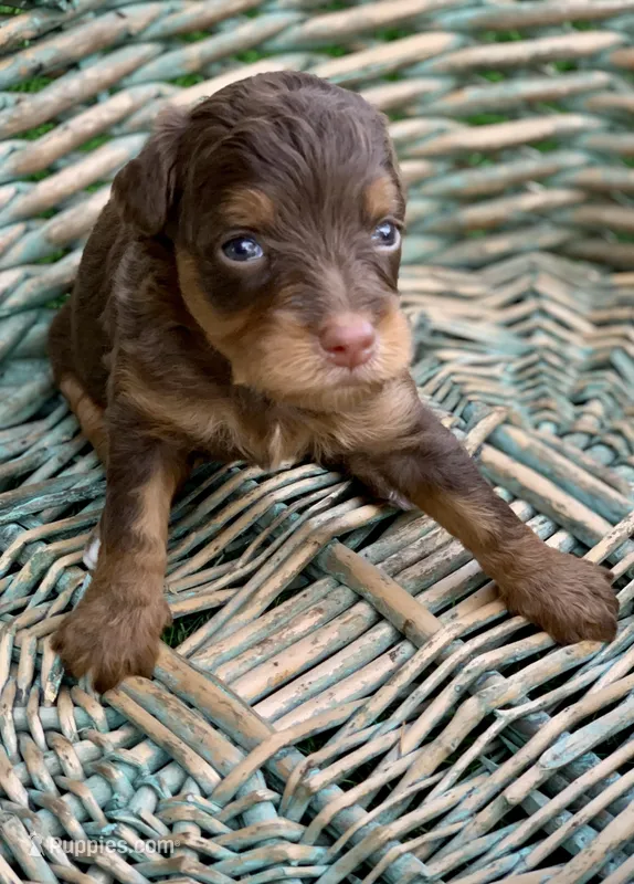 Mocha – Miniature Aussiedoodle puppy for sale in Tampa, FL