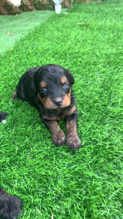 Maple.  Parents health tested , a female Miniature Aussiedoodle for sale in Tampa, FL – 6 of 10