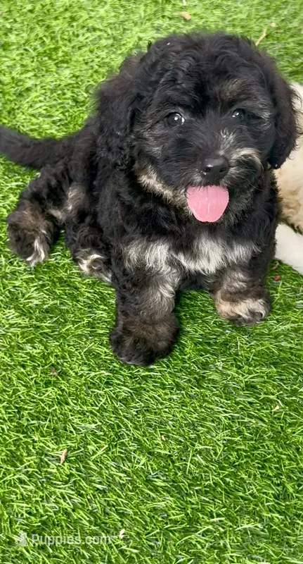 Marble – Chow Chow, Poodle - Toy  puppy for sale in Tampa, FL