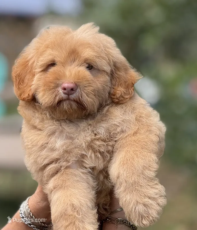 Simba – Chow Chow, Poodle - Miniature  puppy for sale in Tampa, FL