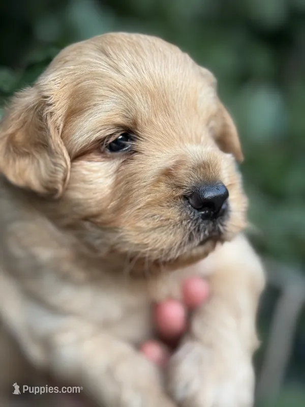 Scout, mini Chowdoodle from DoDo parents – Chow Chow, Poodle - Miniature  puppy for sale in Tampa, FL