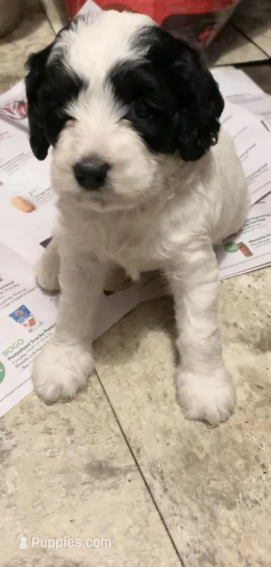 Mini Cockapoo – Cockapoo puppy for sale in Tampa, FL