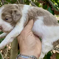 Chocolate Merle mini Cockapoo, a female Cockapoo for sale in Tampa, FL – Photo 7 of 7