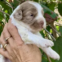 Chocolate Merle mini Cockapoo, a female Cockapoo for sale in Tampa, FL – Photo 1 of 7