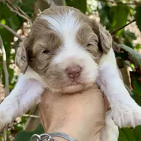 Chocolate Merle mini Cockapoo, a female Cockapoo for sale in Tampa, FL – Photo 2 of 7